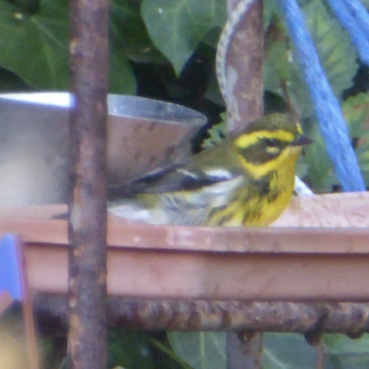 Townsend's Warbler - ML643095326