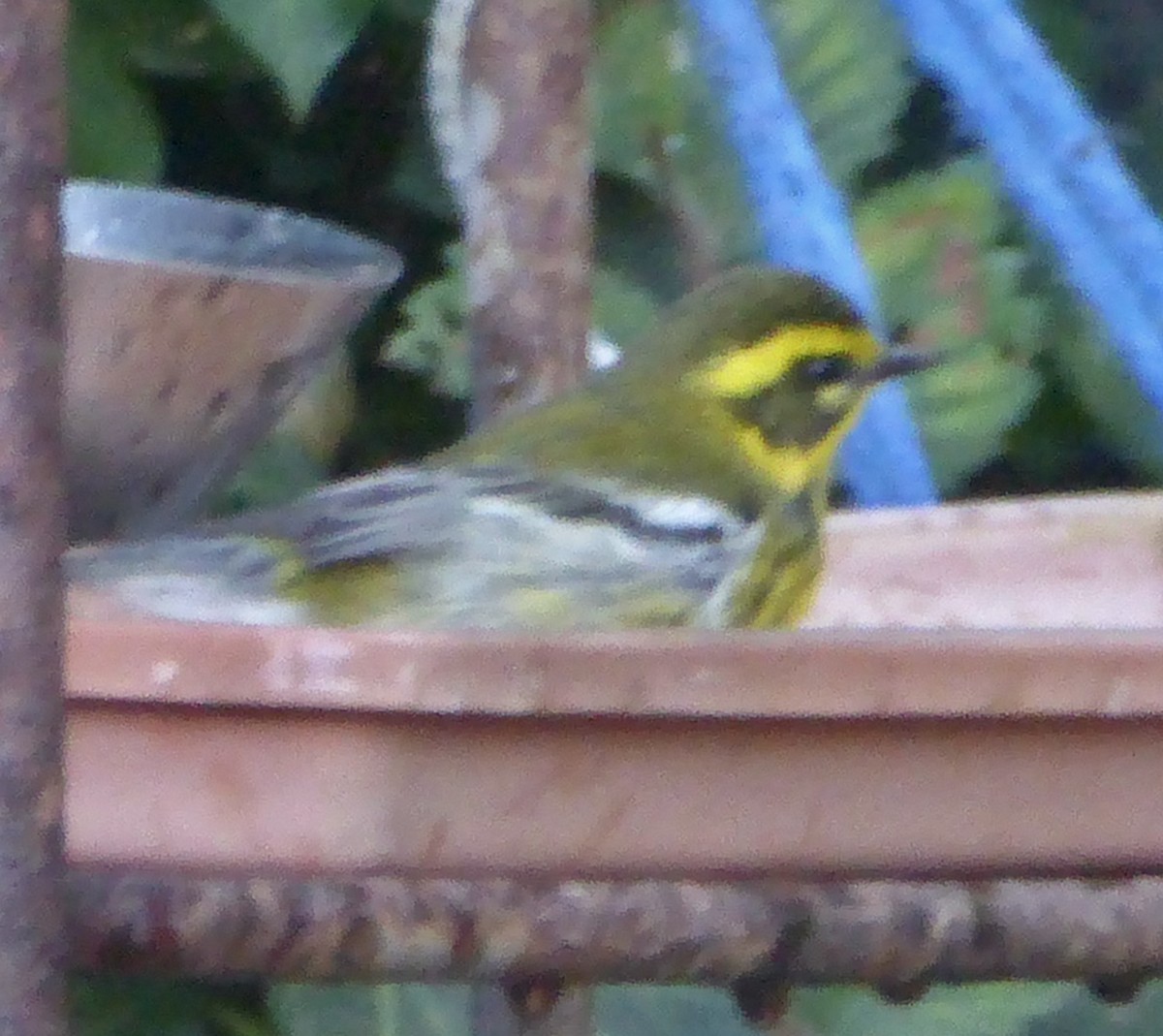 Townsend's Warbler - ML643095329