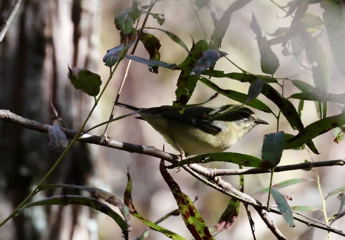 Black-throated Blue Warbler - ML643095335