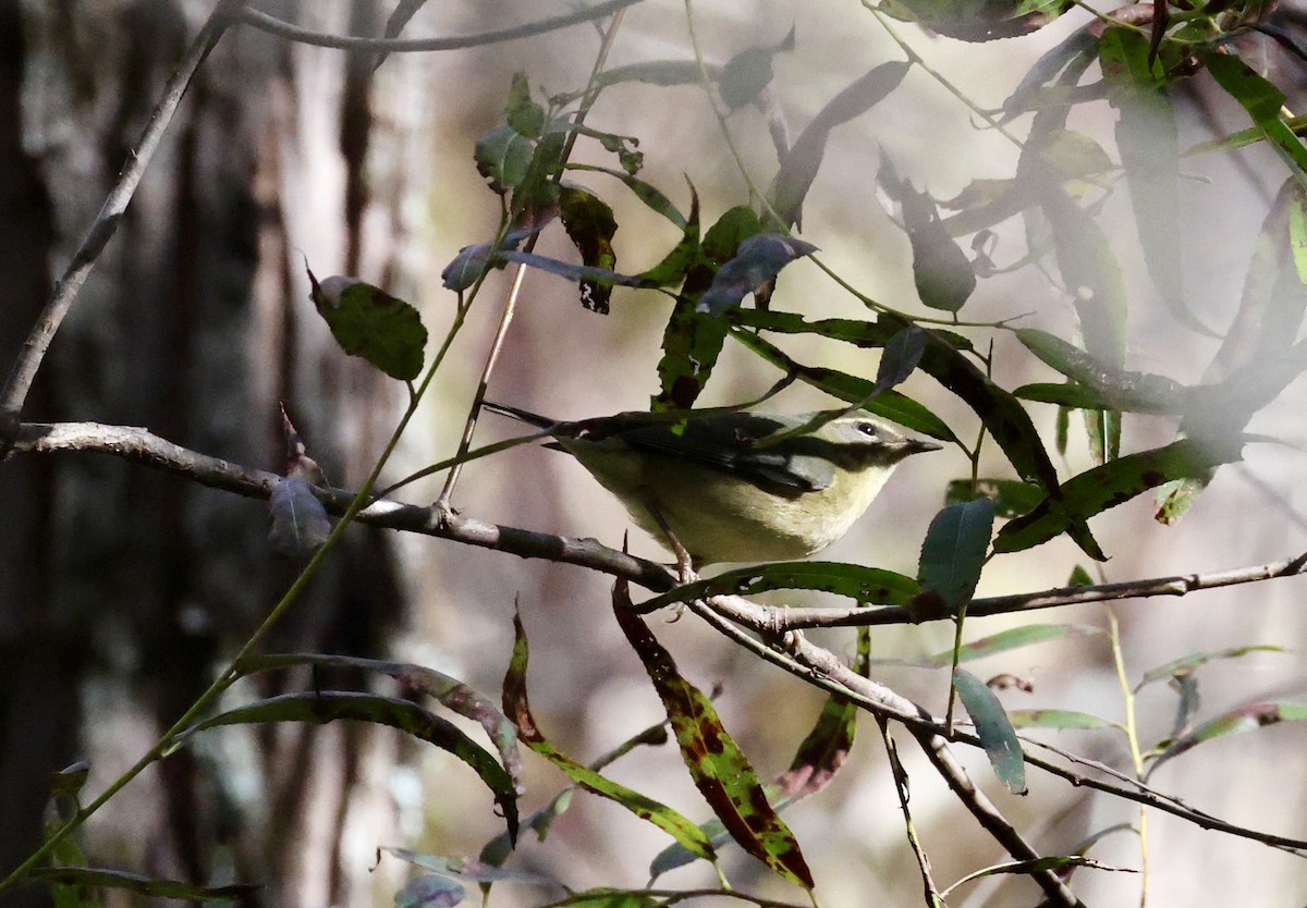 Black-throated Blue Warbler - ML643095336