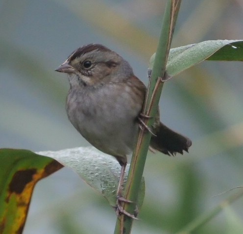 Swamp Sparrow - ML643095358