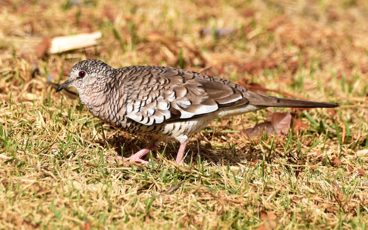 Scaled Dove - ML643095360