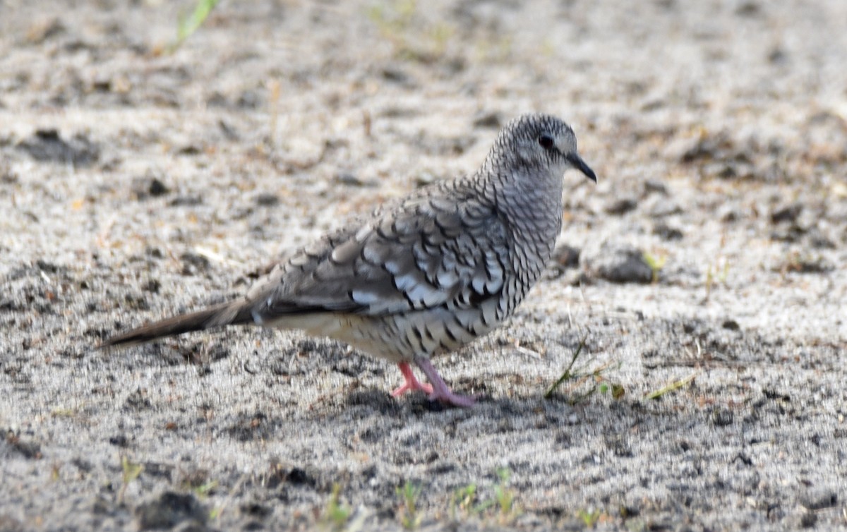 Scaled Dove - ML643095361