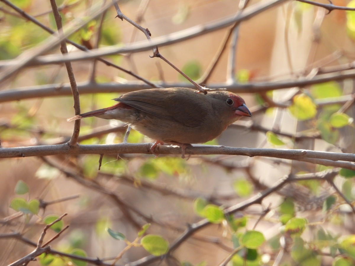 Red-billed Firefinch - ML643095363