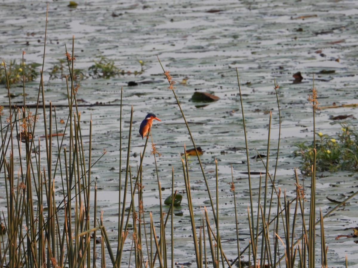 Malachite Kingfisher - ML643095371