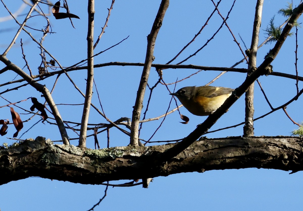 American Redstart - ML643095373