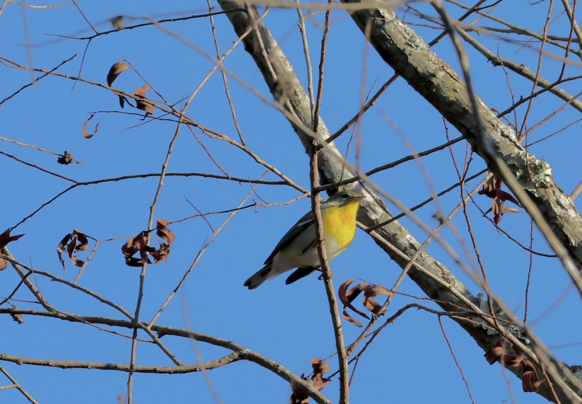 Northern Parula - ML643095374