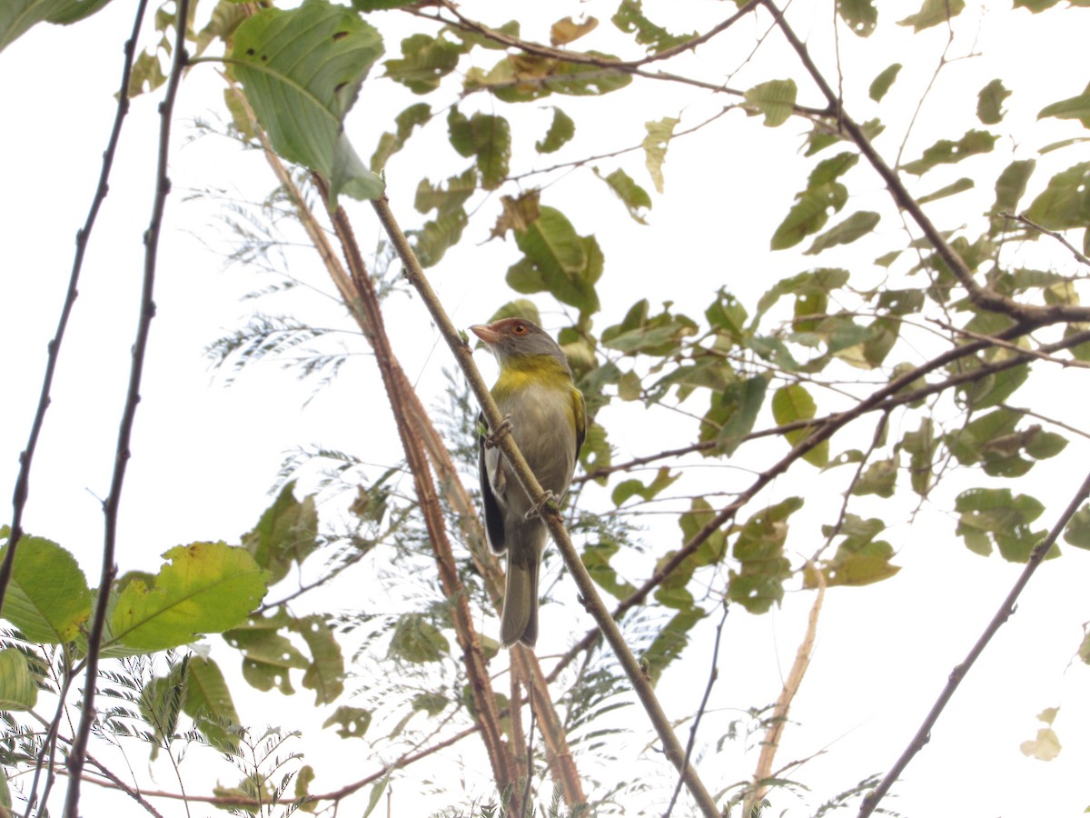Rufous-browed Peppershrike - ML643095387