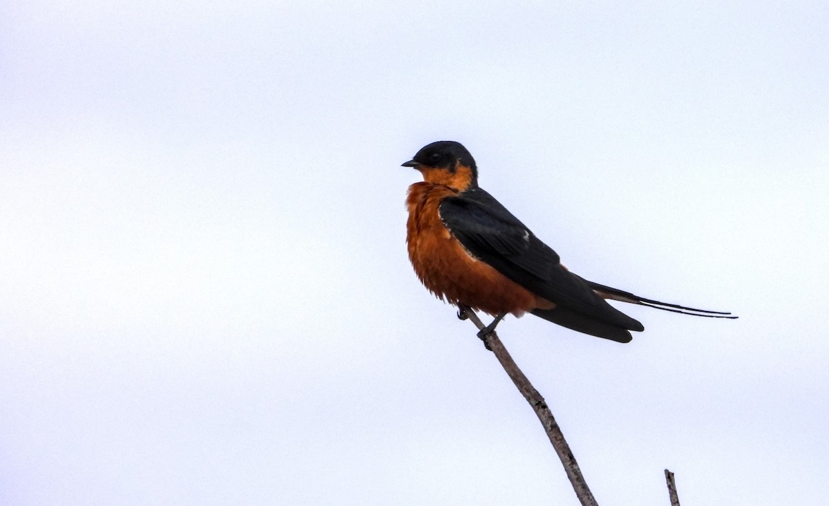 Rufous-chested Swallow - ML643095395