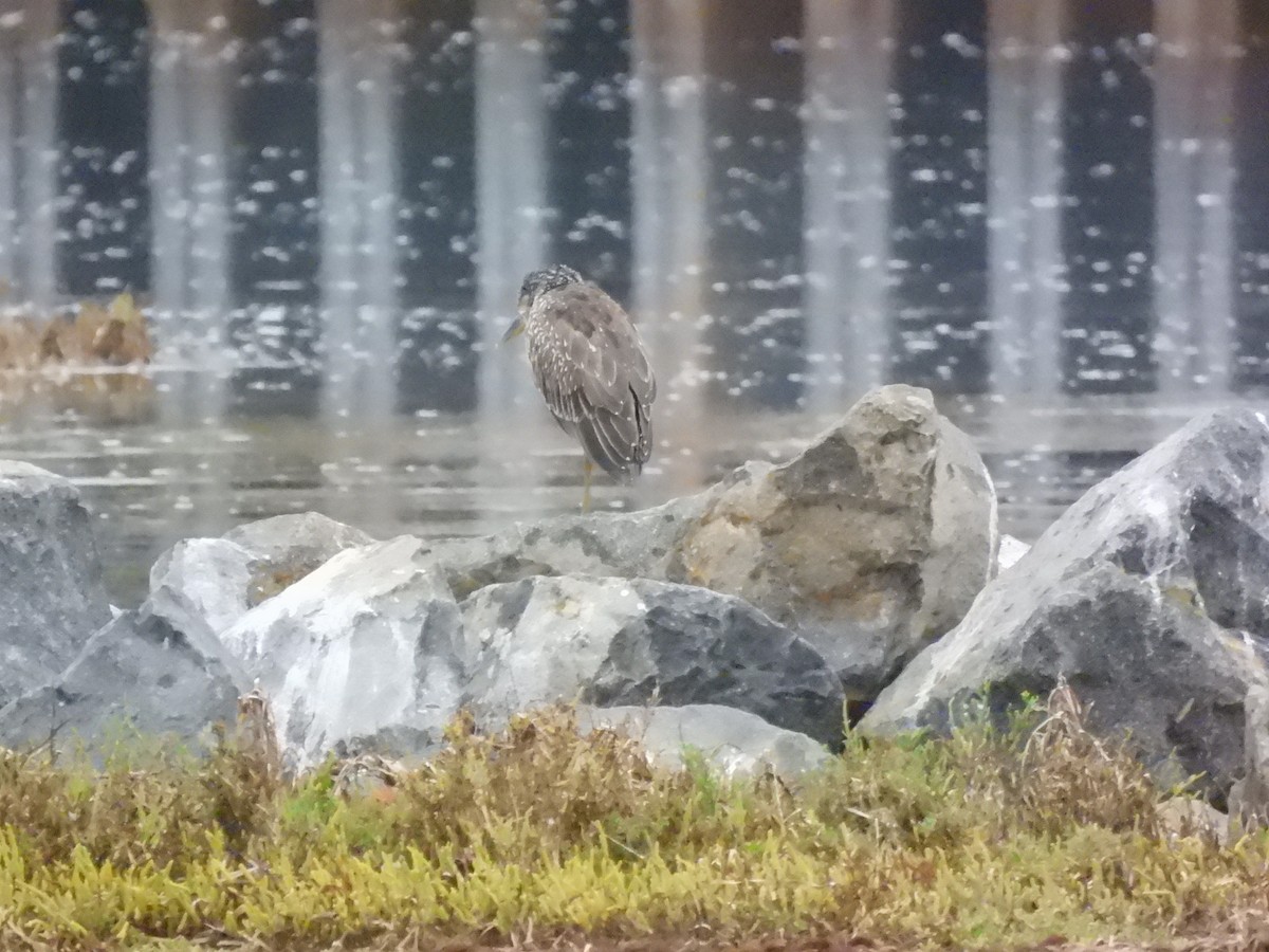 Yellow-crowned Night Heron - ML643095404