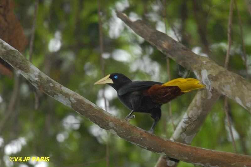 Crested Oropendola - ML643095410