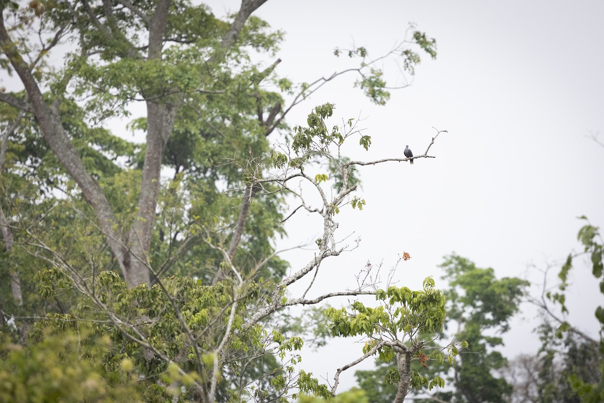 Western Bronze-naped Pigeon - ML643095414