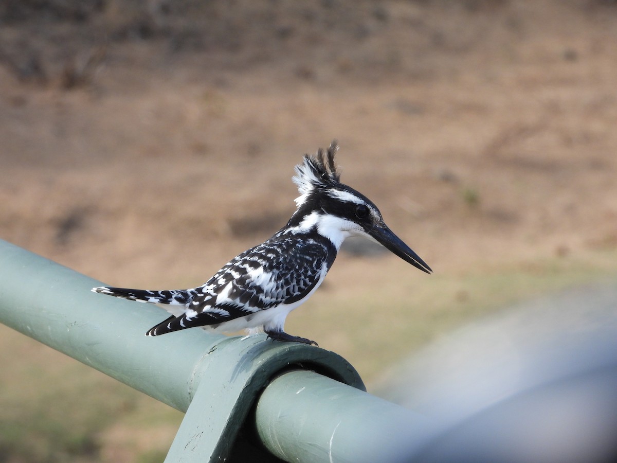Pied Kingfisher - ML643095423