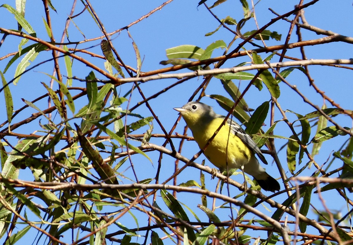 Magnolia Warbler - ML643095424