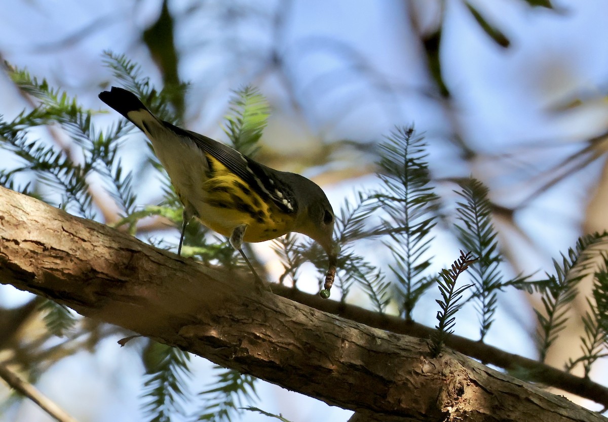 Magnolia Warbler - ML643095425