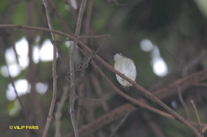 Short-tailed Pygmy-Tyrant - ML643095427