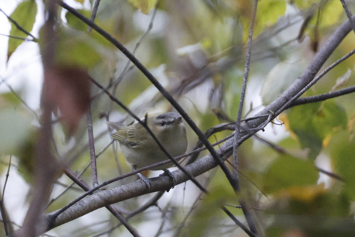 Red-eyed Vireo - ML643095431