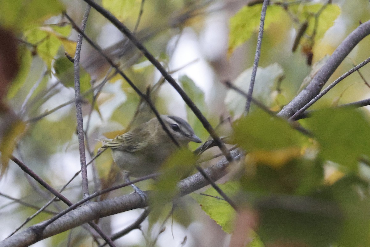 Red-eyed Vireo - ML643095432