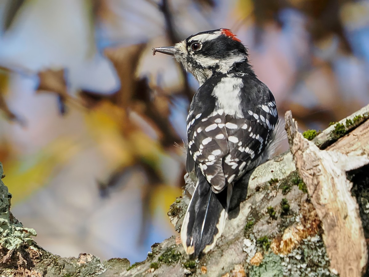 Downy Woodpecker - ML643095433