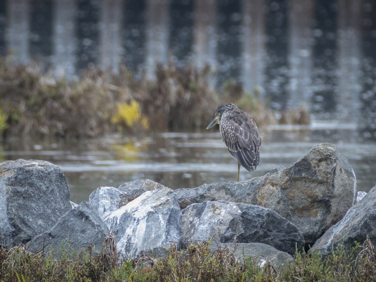 Yellow-crowned Night Heron - ML643095451