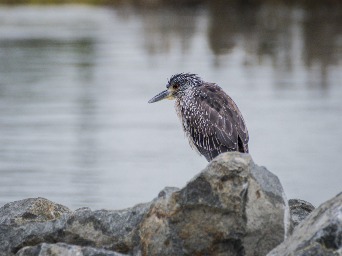 Yellow-crowned Night Heron - ML643095452