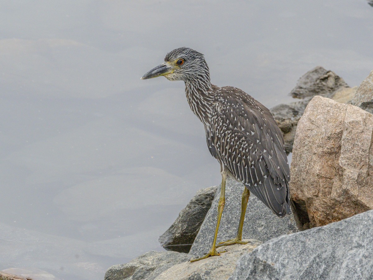Yellow-crowned Night Heron - ML643095453