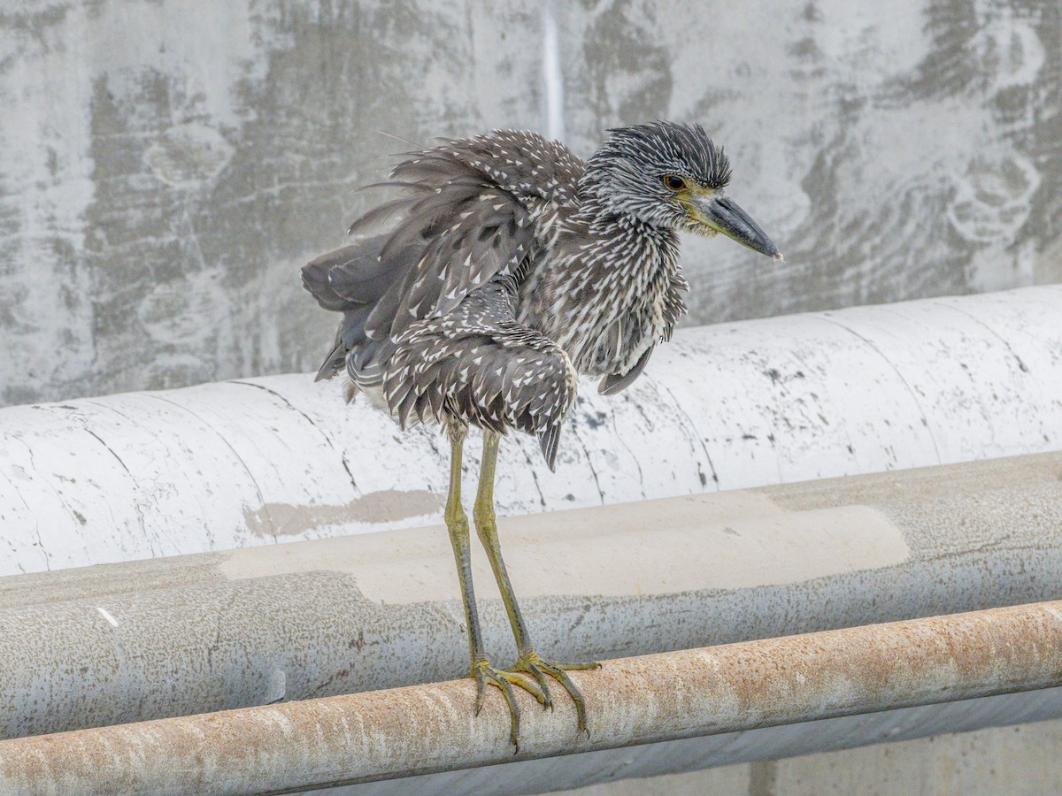 Yellow-crowned Night Heron - ML643095454