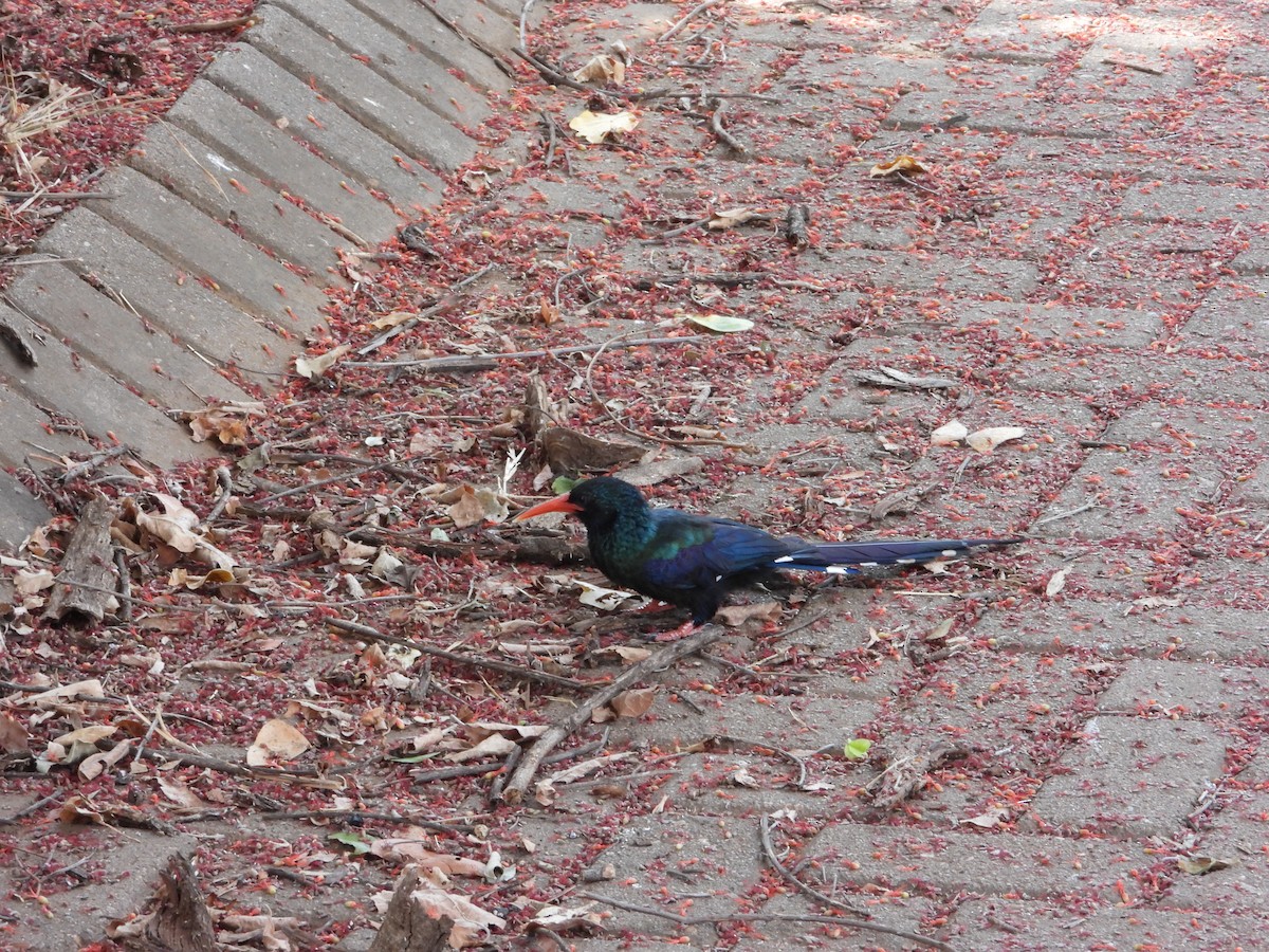 Green Woodhoopoe - ML643095461
