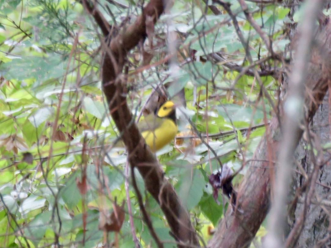 Hooded Warbler - ML643095467