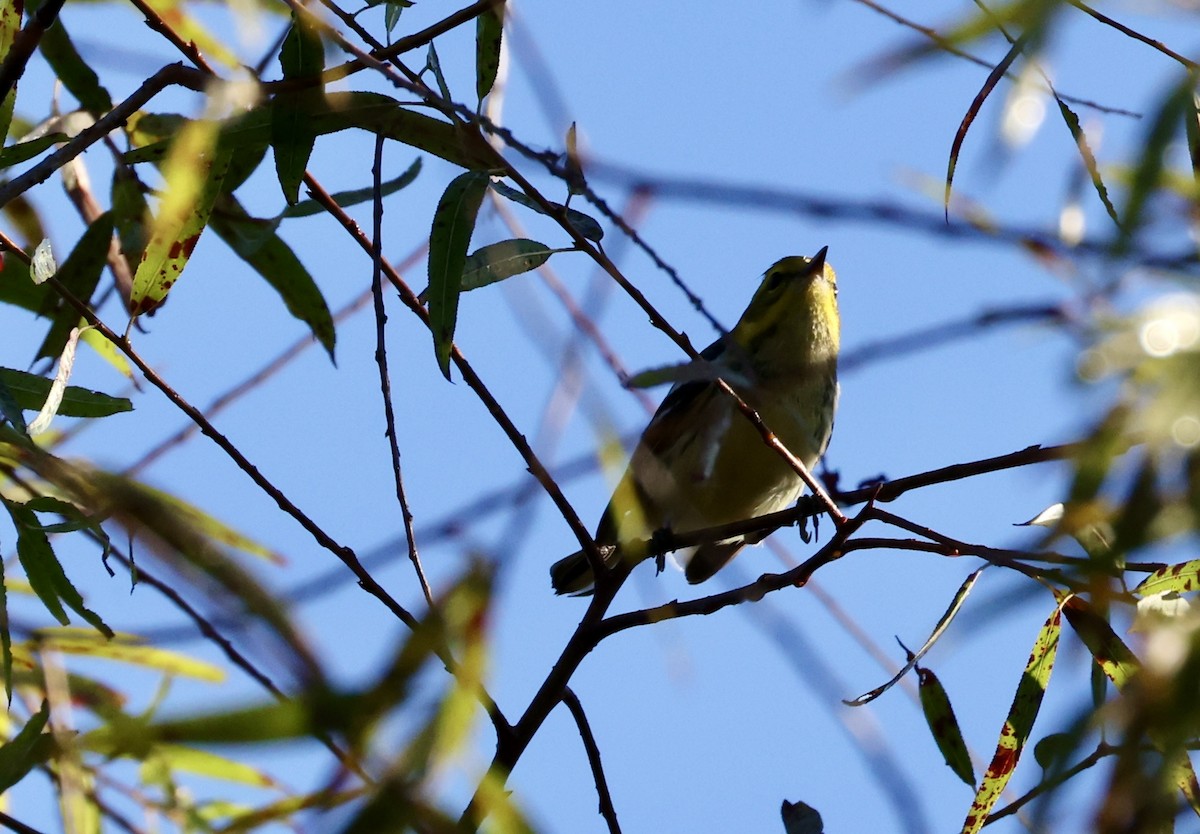 Black-throated Green Warbler - ML643095469