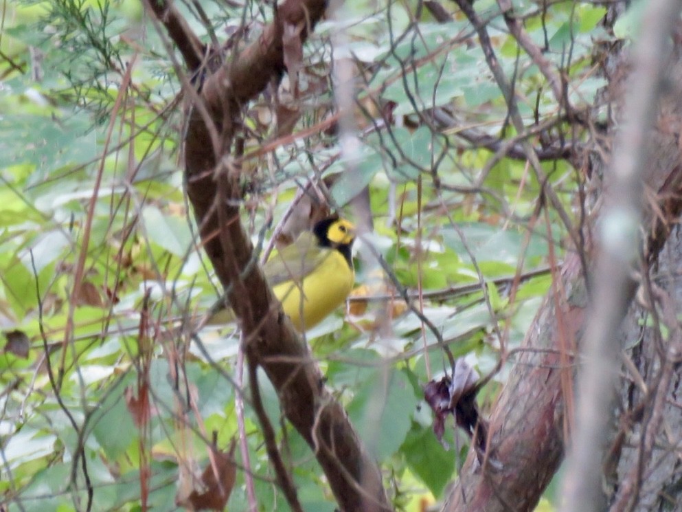 Hooded Warbler - ML643095470