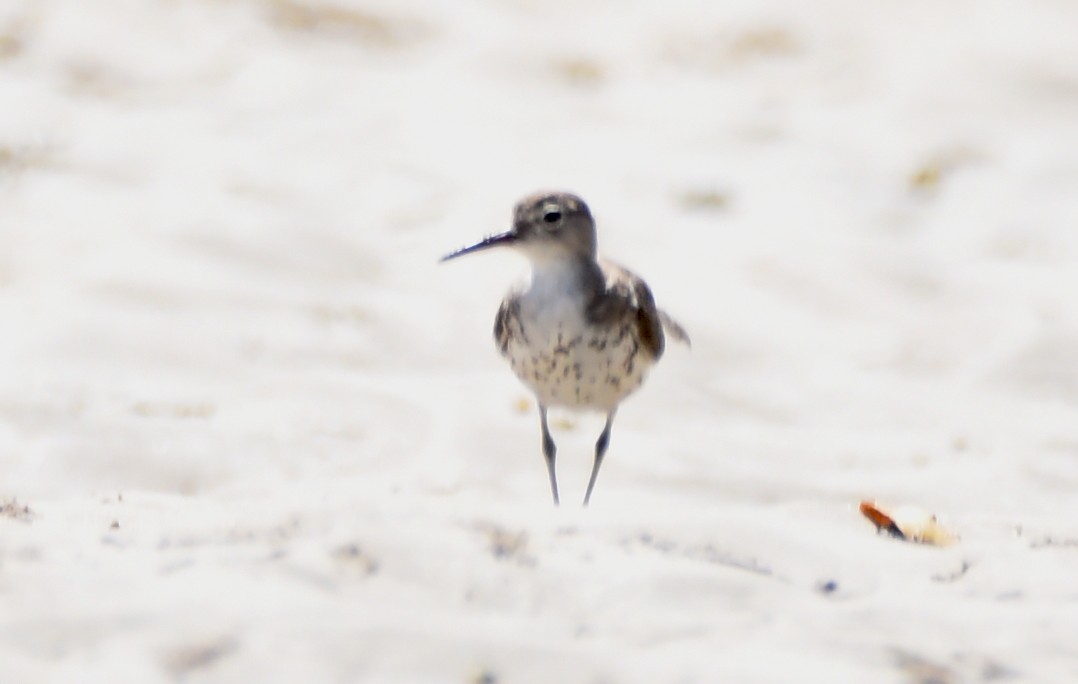 Spotted Sandpiper - ML643095474