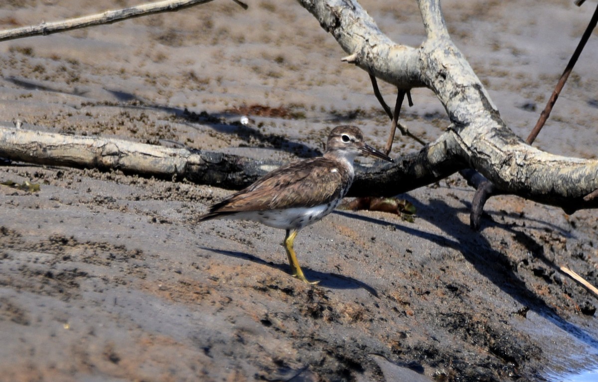 Spotted Sandpiper - ML643095475