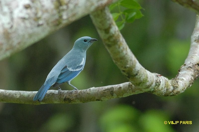 Blue-gray Tanager - ML643095481