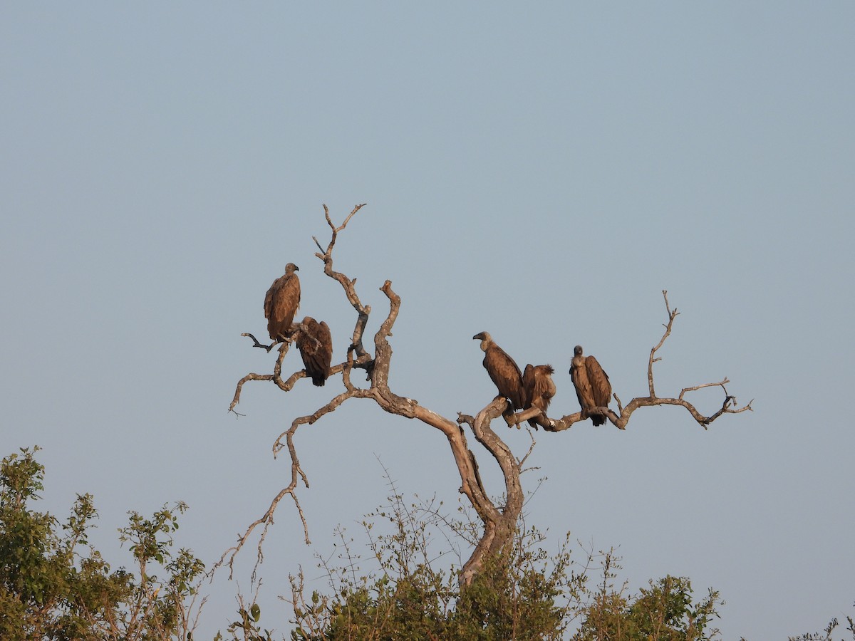 White-backed Vulture - ML643095488