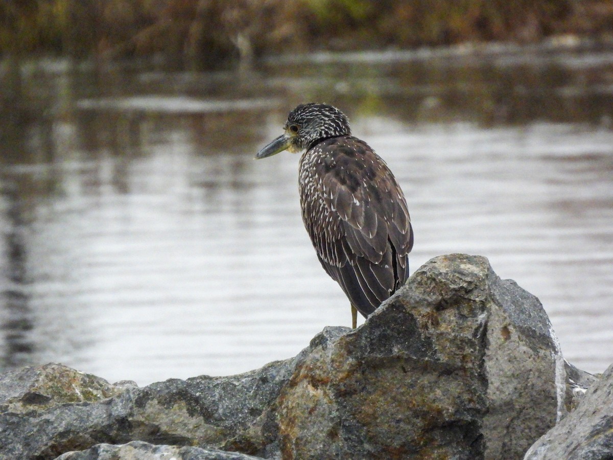 Yellow-crowned Night Heron - ML643095499