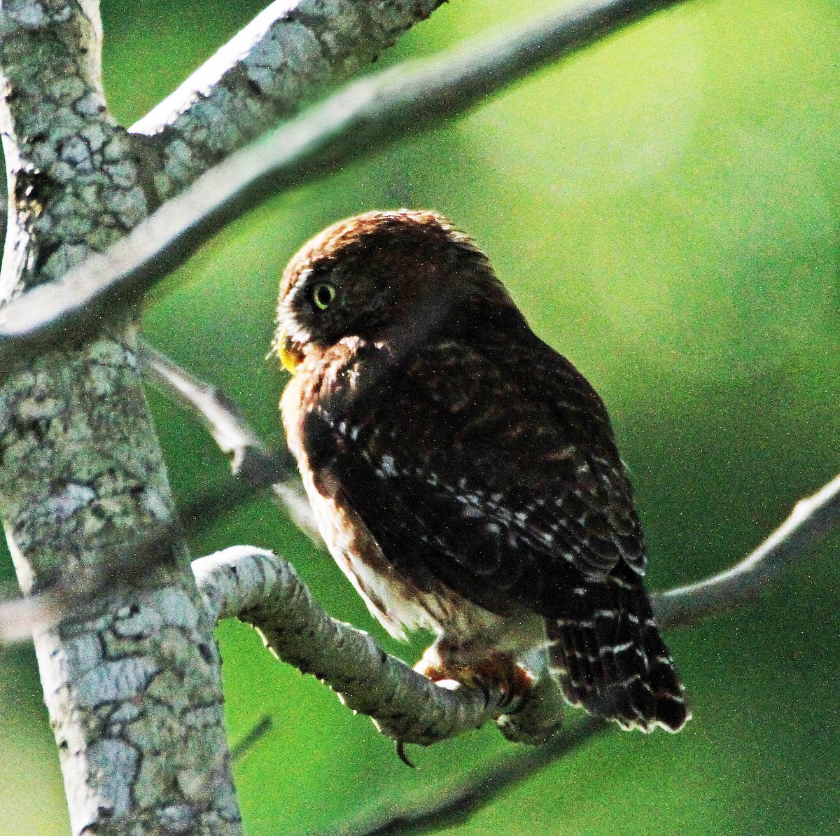 Cuban Pygmy-Owl - ML643095510