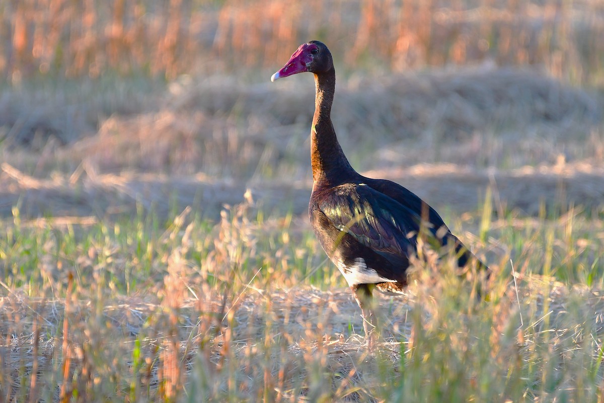 Spur-winged Goose - ML643095513
