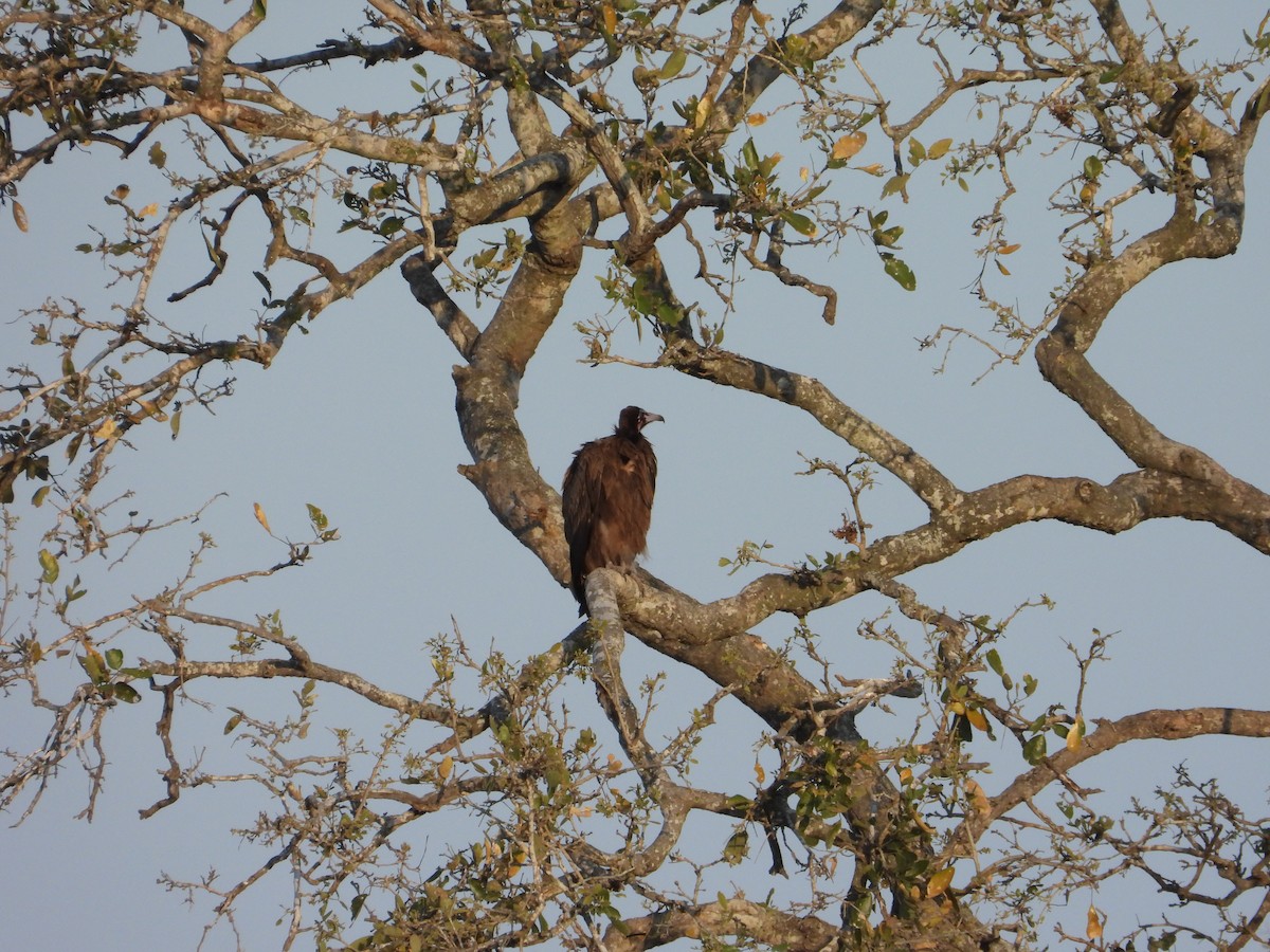 Hooded Vulture - ML643095526