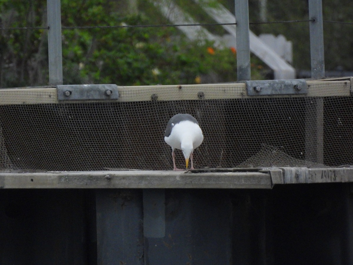 Western Gull - ML643095546