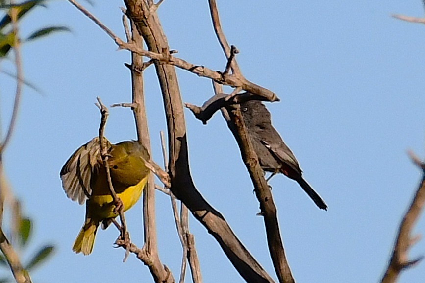 Chestnut-vented Warbler - ML643095561