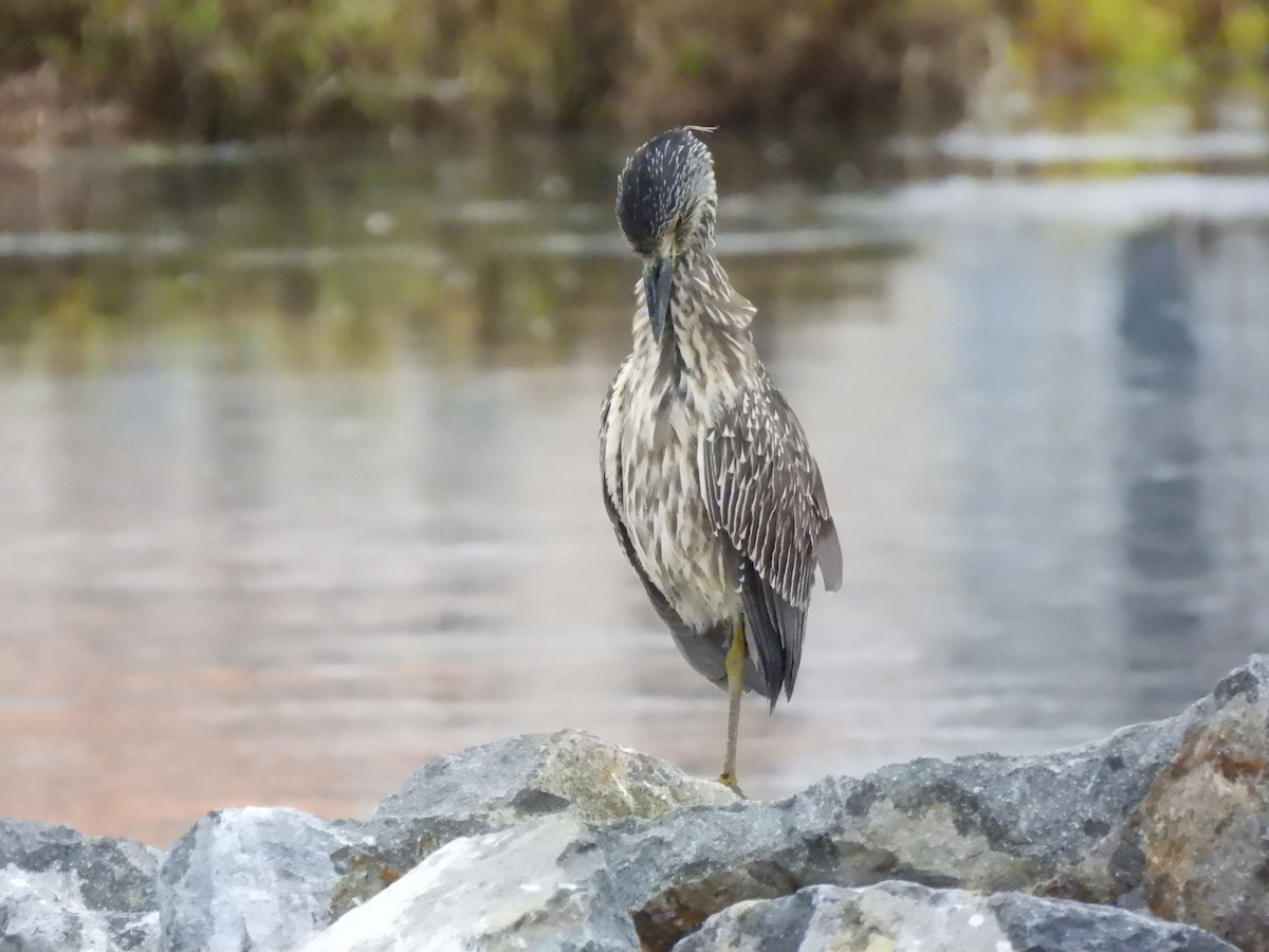 Yellow-crowned Night Heron - ML643095565
