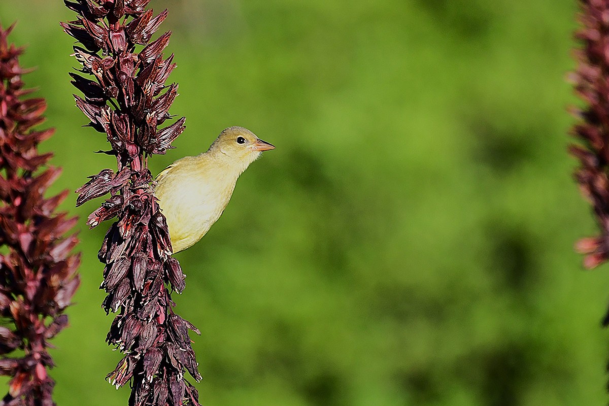 Southern Masked-Weaver - ML643095567