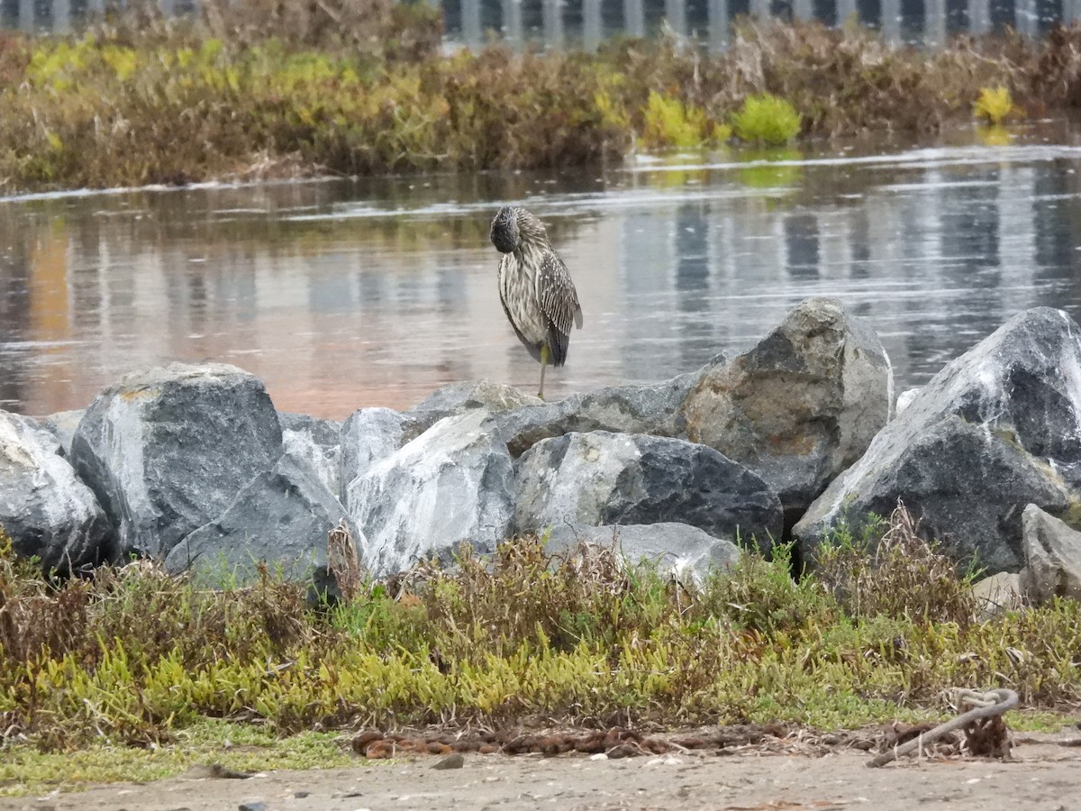 Yellow-crowned Night Heron - ML643095572