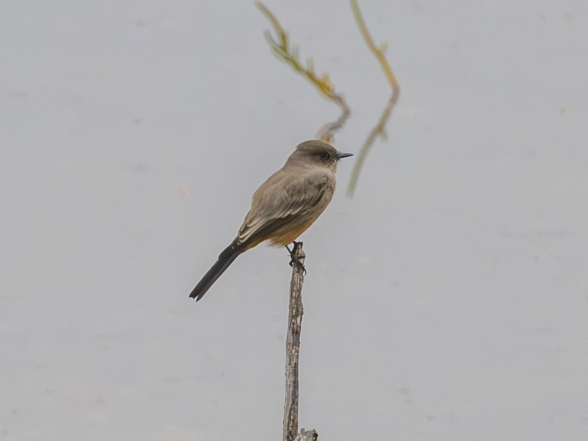 Say's Phoebe - ML643095573