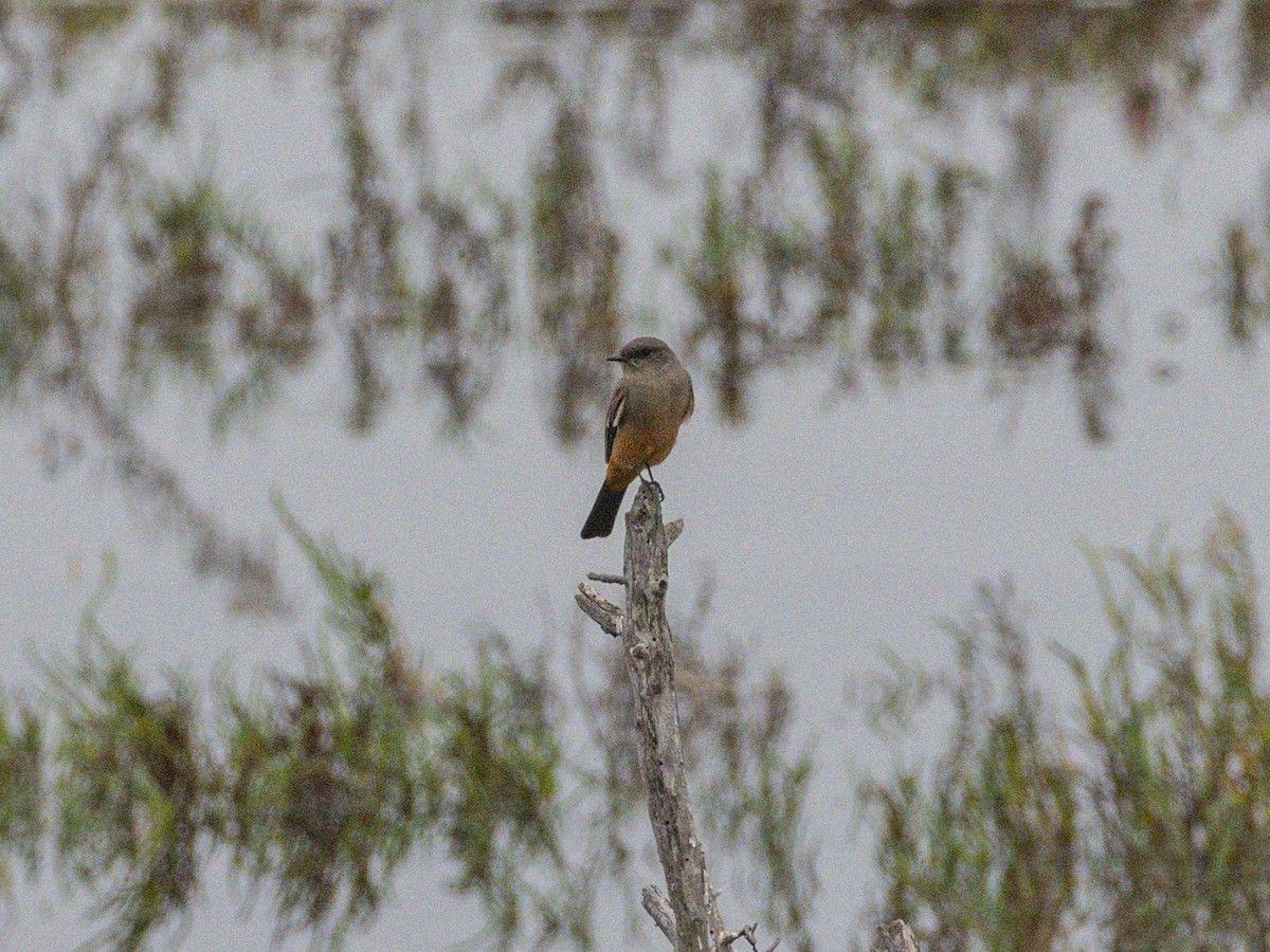 Say's Phoebe - ML643095574