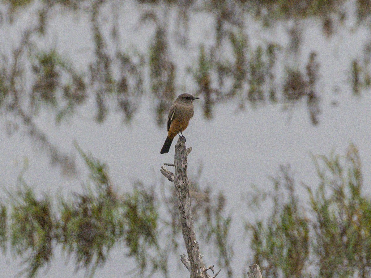 Say's Phoebe - ML643095575