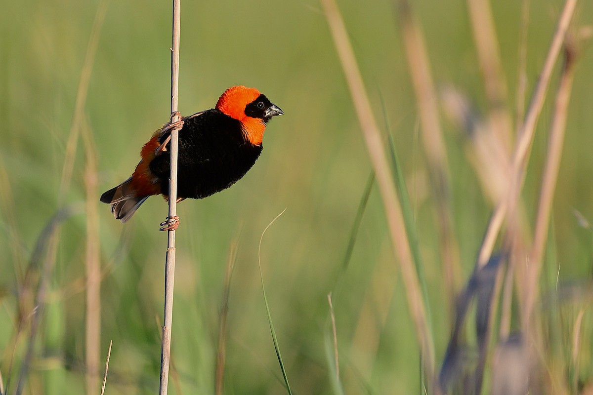 Southern Red Bishop - ML643095576