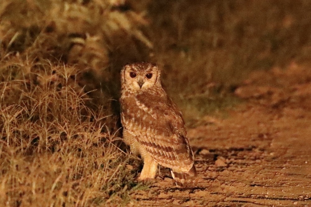 Grayish Eagle-Owl - ML643095584