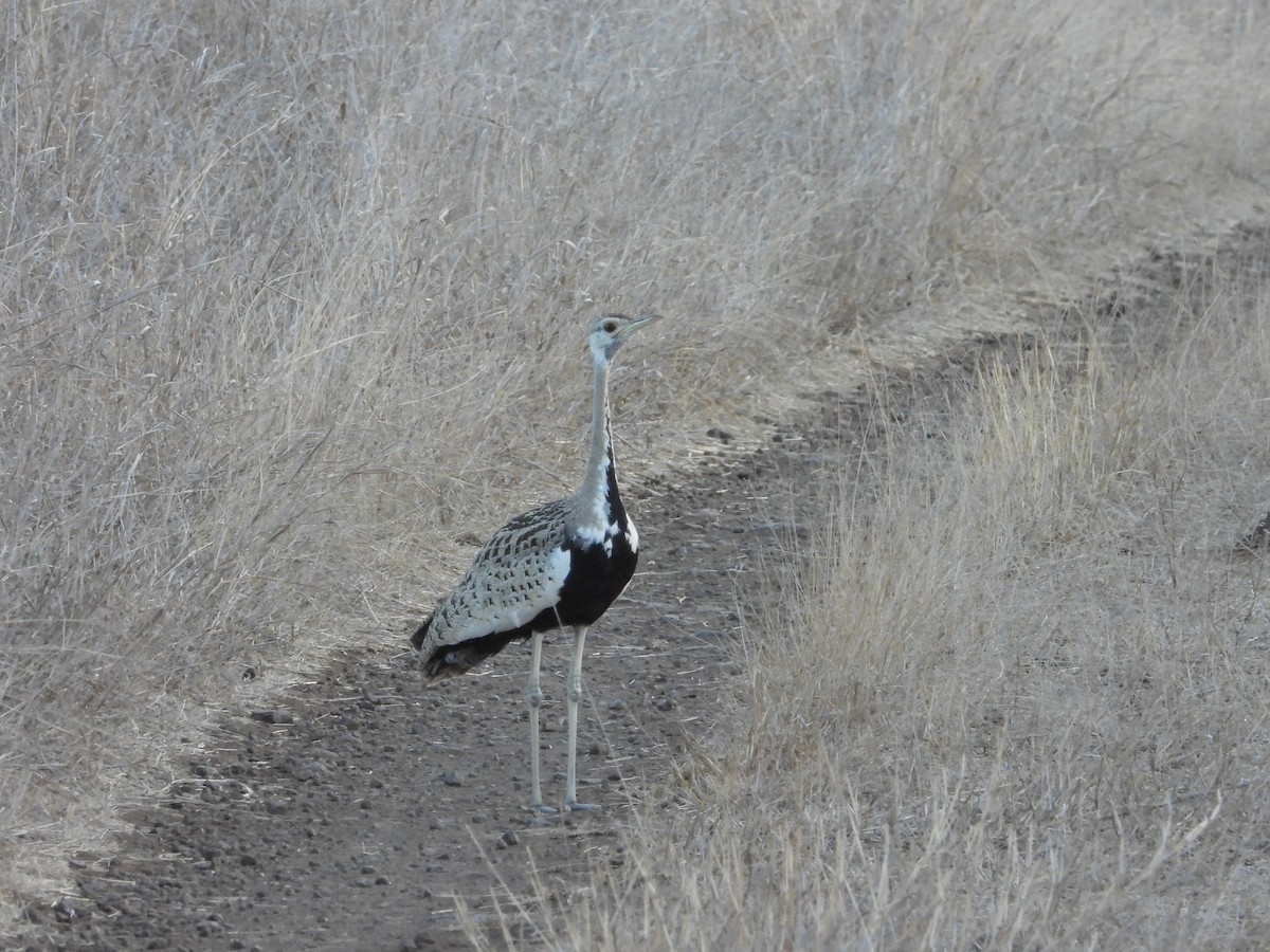 Black-bellied Bustard - ML643095591
